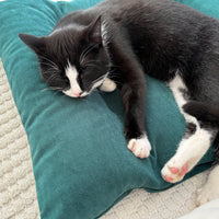 Hemp Pet Mat Pad Cushion with Removable Washable Cotton Green Velvet Cover filled Organic Hemp Fiber Filler