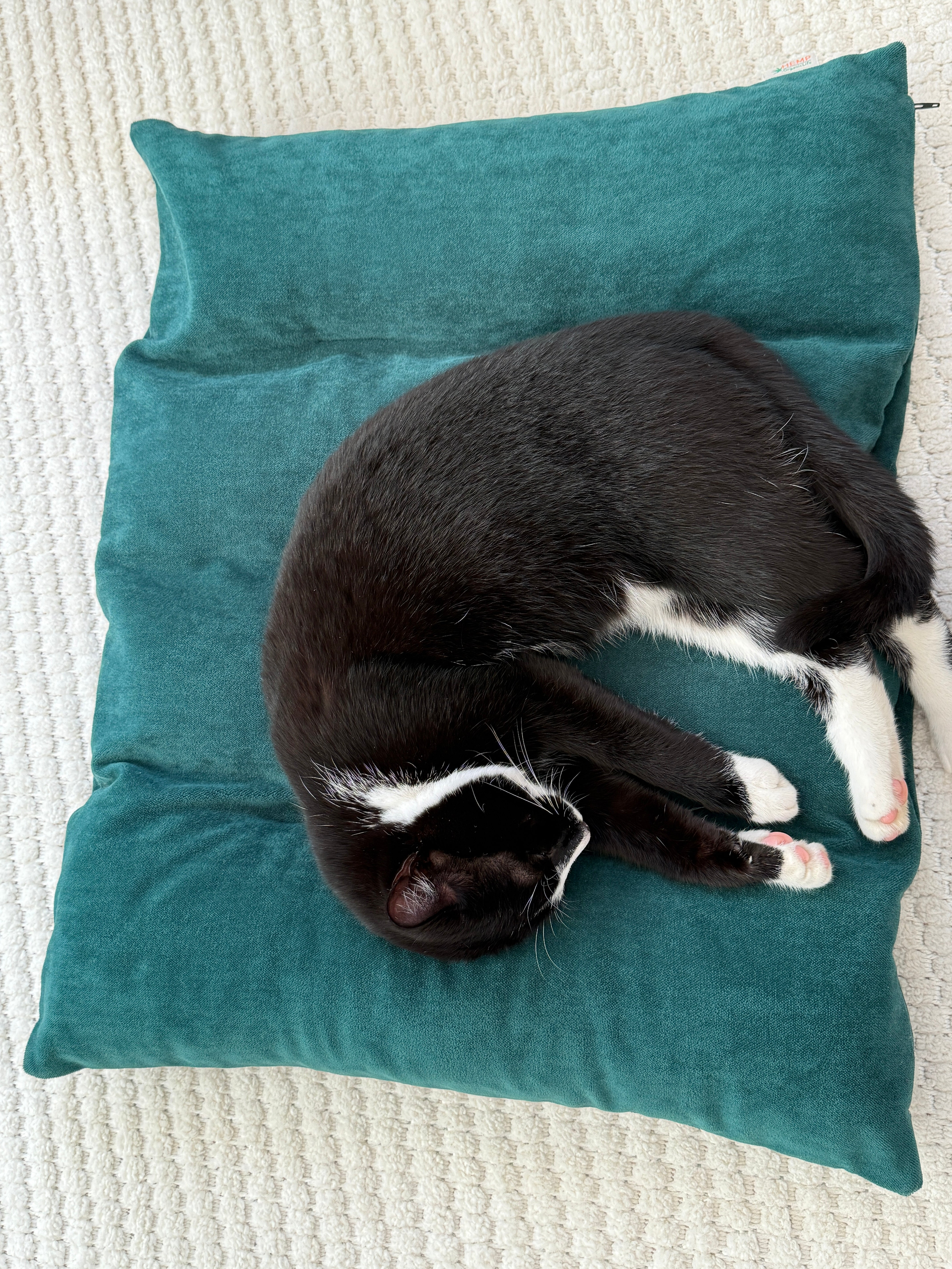 20"x24" (50x60 cm) Hemp Pet Mat Pad Cushion with Removable Washable Cotton Green Velvet Cover filled Organic Hemp Fiber Filler