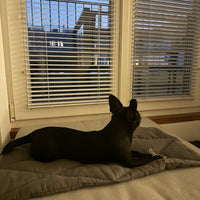 11.5" x 23.5" (30 x 60 cm) Thin HEMP pet mat carpet filled HEMP Fiber rug /dog mat / cat mat/organic dog mat /organic cat/ pet mat