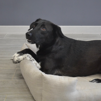 HEMP pet bed in natural non-dyed linen fabric filled organic HEMP Fiber - mat carpet - house for cats organic