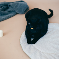 Round HEMP pet mat carpet filled HEMP Fiber rug /dog mat pad/ cat mat/organic dog mat pad/organic cat/ pet blanket