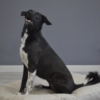 Hemp Linen pet mat pad mattress cushion with removable linen cover organic hemp fiber filler in non-dyed linen fabric