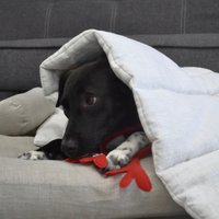 Hemp Linen pet mat pad mattress cushion with removable linen cover organic hemp fiber filler in non-dyed linen fabric