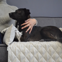 Organic HEMP Dog protector mat bed on a sofa Natural non-dyed linen fabric filled organic HEMP Fiber - mat carpet - house for cats organic