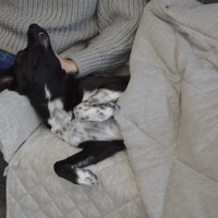 Organic HEMP Dog protector mat bed on a sofa Natural non-dyed linen fabric filled organic HEMP Fiber - mat carpet - house for cats organic