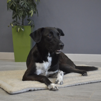 Unique HEMP pet mat carpet filled HEMP Fiber/dog mat pad/ cat mat/organic dog mat pad/organic cat/ pet blanket