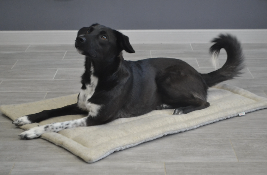 Unique HEMP pet mat carpet filled HEMP Fiber/dog/cat – HempOrganicLife
