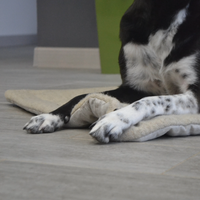 Unique HEMP pet mat carpet filled HEMP Fiber/dog mat pad/ cat mat/organic dog mat pad/organic cat/ pet blanket