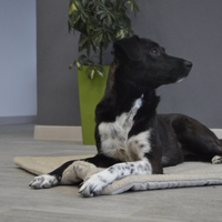 Unique HEMP pet mat carpet filled HEMP Fiber/dog mat pad/ cat mat/organic dog mat pad/organic cat/ pet blanket