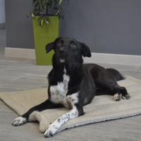 Unique HEMP pet mat carpet filled HEMP Fiber/dog mat pad/ cat mat/organic dog mat pad/organic cat/ pet blanket