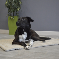 Unique HEMP pet mat carpet filled HEMP Fiber/dog mat pad/ cat mat/organic dog mat pad/organic cat/ pet blanket