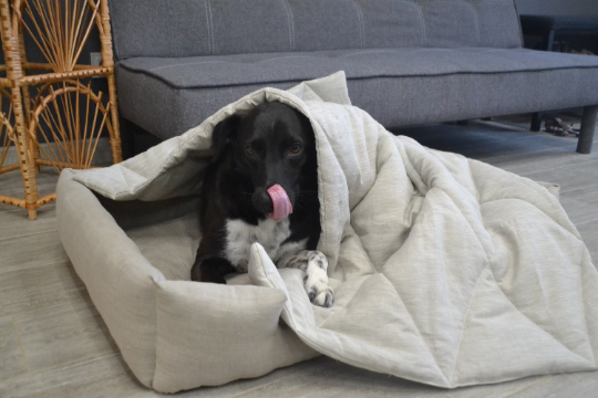 HEMP DOG blanket filled HEMP Fiber in natural linen fabric dog blanket personalised for bed dog mat