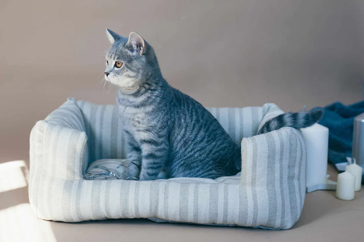 How does hemp contribute to creating comfortable and sustainable pet products like beds, mats, and rugs?