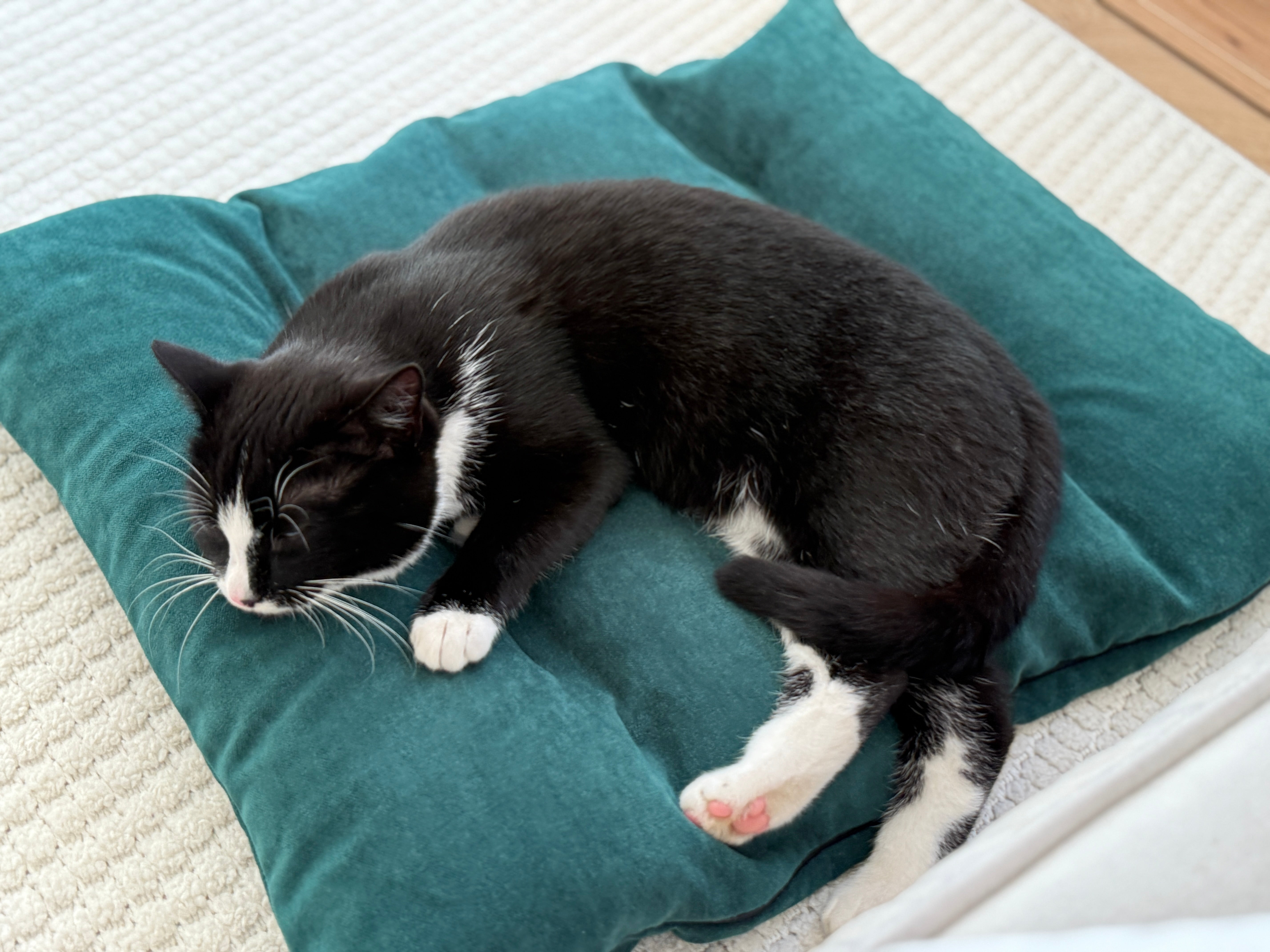 20"x24" (50x60 cm) Hemp Pet Mat Pad Cushion with Removable Washable Cotton Green Velvet Cover filled Organic Hemp Fiber Filler