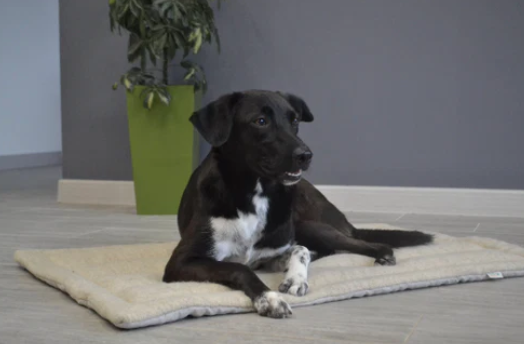 Special listing for Stef one pet cushion, one pet mat carpet and one pillowcase