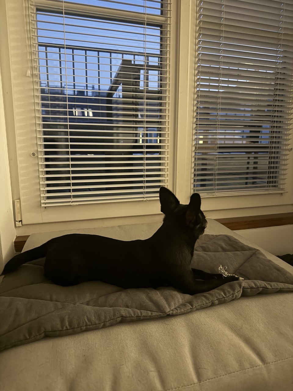 11.5" x 23.5" (30 x 60 cm) Thin HEMP pet mat carpet filled HEMP Fiber rug /dog mat / cat mat/organic dog mat /organic cat/ pet mat