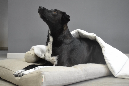 HEMP DOG blanket filled HEMP Fiber in natural linen fabric dog blanket personalised for bed dog mat